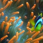 Риф Джексон, Шарм-эль-Шейх