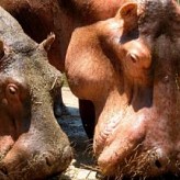 Зоопарк Гізи, Каїр